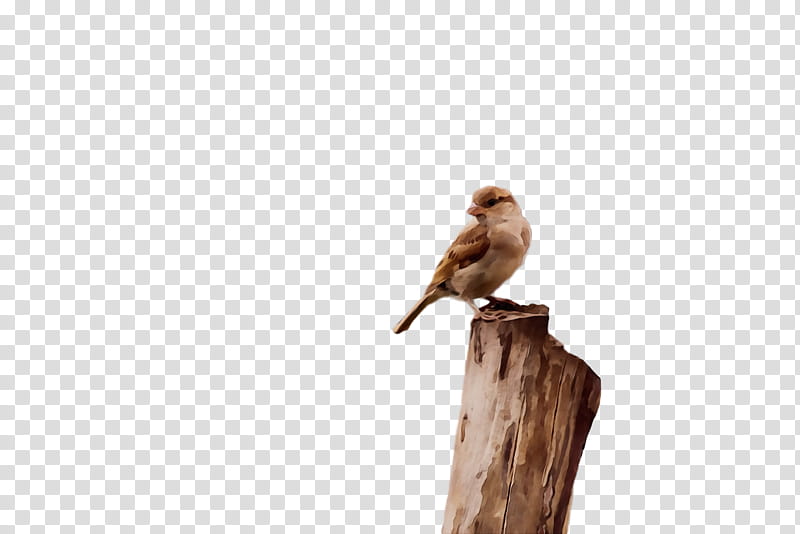 bird beak perching bird wildlife songbird, Watercolor, Paint, Wet Ink, Finch, Lark, Wren, Wood transparent background PNG clipart