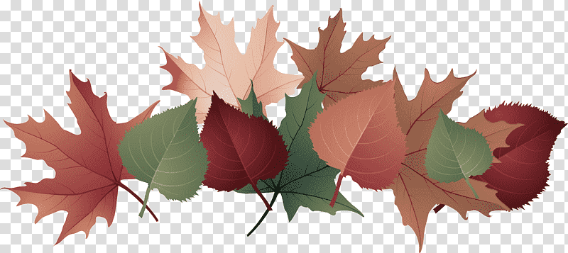 leaf petal autumn leaf color autumn spider, Song, Plant transparent background PNG clipart