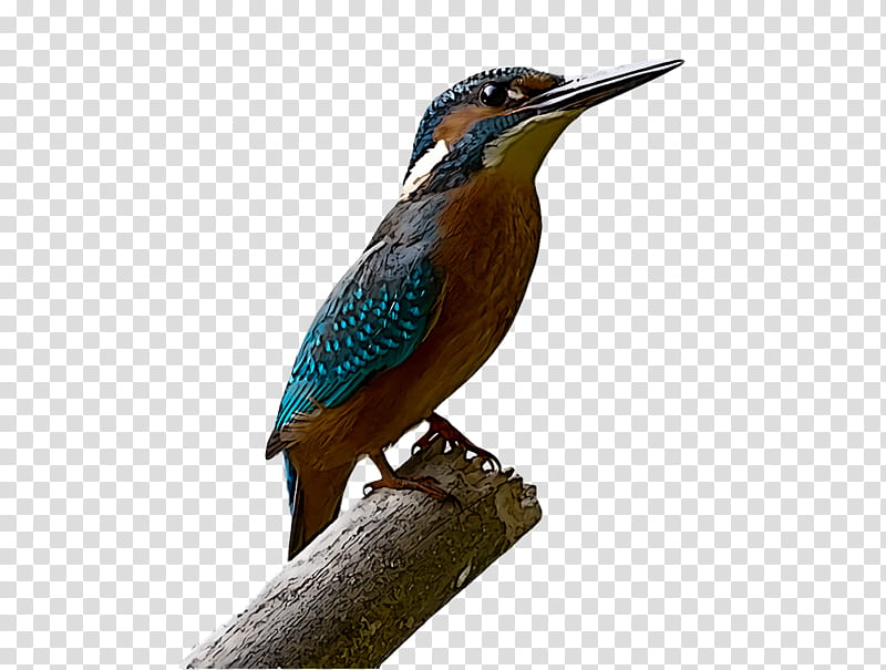 bird, Beak, Coraciiformes, Perching Bird, Green Heron transparent background PNG clipart