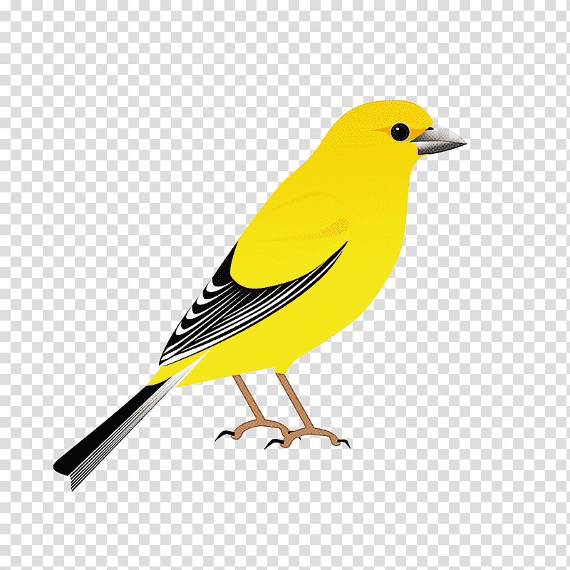 Feather, Eurasian Golden Oriole, Birds, Finches, American Sparrows, Beak, Old World Orioles transparent background PNG clipart