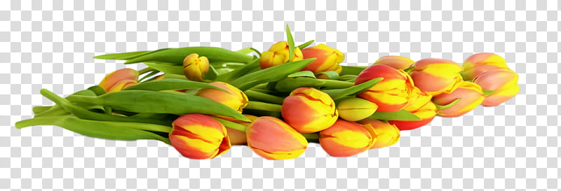 spring flower spring floral flowers, Yellow, Tulip, Plant, Orange, Cut Flowers, Bud, Vegetable transparent background PNG clipart