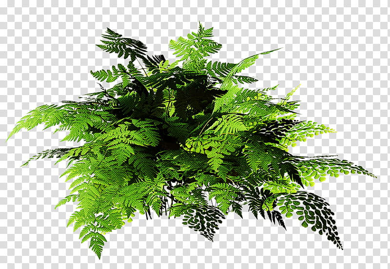 Palm trees, Leaf, Tropics, Fern, Vascular Plant, Frond, Tree Fern, Plant Stem transparent background PNG clipart