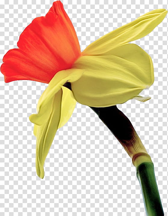 flower yellow plant petal pedicel, Anthurium, Amaryllis Belladonna, Hippeastrum, Amaryllis Family, Cut Flowers, Plant Stem transparent background PNG clipart