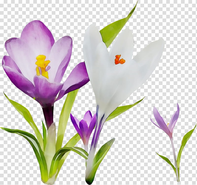 flower cretan crocus crocus tommie crocus plant, Watercolor, Paint, Wet Ink, Petal, Spring Crocus, Snow Crocus, Violet transparent background PNG clipart