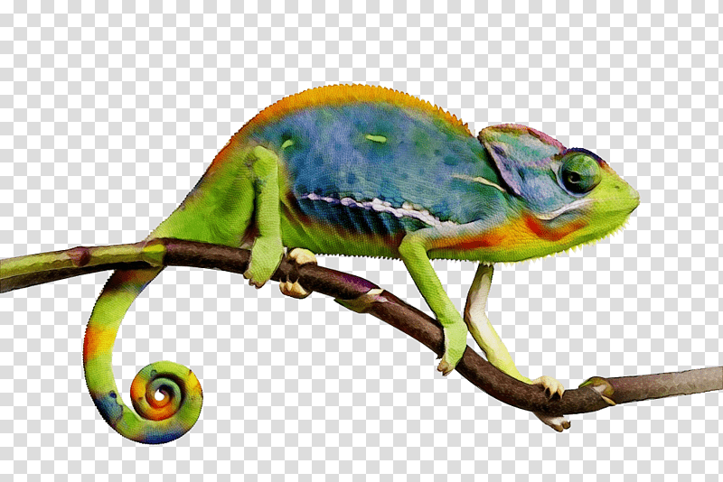 veiled chameleon lizards panther chameleon cartoon terrarium, Watercolor, Paint, Wet Ink, Cuteness, Chameleons, Chamaeleo transparent background PNG clipart