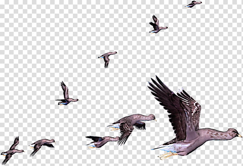 goose birds bird migration penguins arctic tern, Gull, Sternidae, Seabird, Animal Migration, Roseate Spoonbill, Wader, Beak transparent background PNG clipart