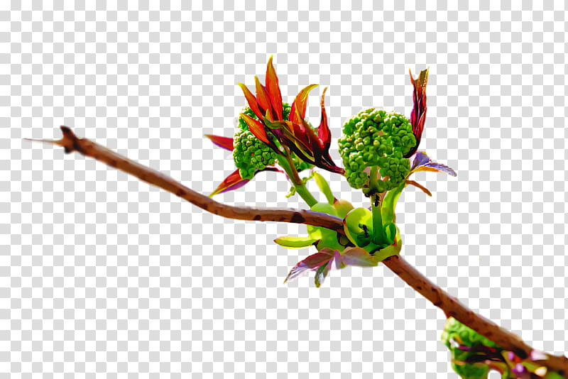 spring, Spring
, Flower, Plant, Bud, Plant Stem, Branch, Leaf transparent background PNG clipart