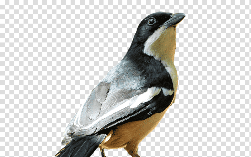 passerine birds beak science biology transparent background PNG clipart