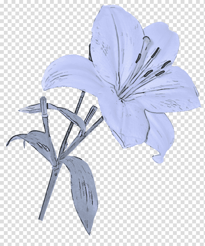 petal lily 'stargazer' cut flowers flower easter lily, yellow and white flower illustration, Lily stargazer, Madonna Lily, Jersey Lily, Lily Of The Incas, Tiger Lily, Crinum transparent background PNG clipart