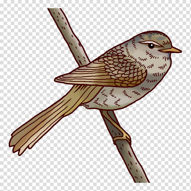 Feather, House Sparrow, Bunting, Common Nightingale, Finches, Wrens, Cuckoos, Old World Flycatchers transparent background PNG clipart