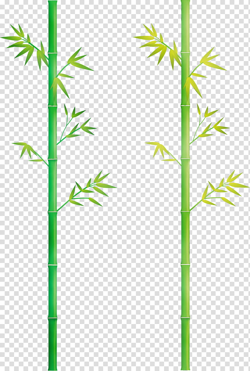plant stem plant bamboo grass family american larch, Leaf, Watercolor, Paint, Wet Ink, Flower, Pedicel, Elymus Repens transparent background PNG clipart