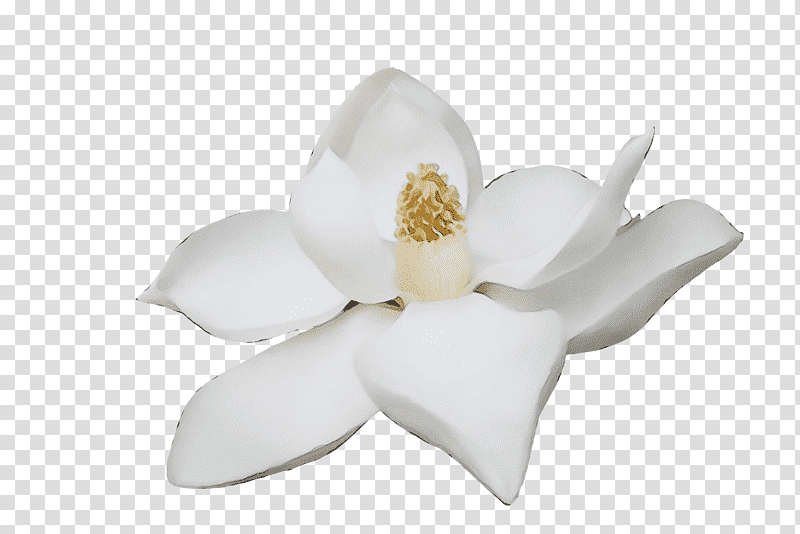 cut flowers petal moth orchids magnolia market at the silos flower, St Andrews Day, St Nicholas Day, Watch Night, Dhanteras, Bhai Dooj, Chhath Puja transparent background PNG clipart