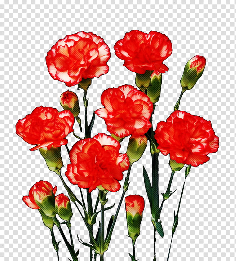 Artificial flower, Plant, Cut Flowers, Red, Carnation, Petal, Plant Stem, Tulip transparent background PNG clipart