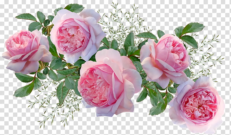 Garden roses, Cabbage Rose, Floribunda, Memorial Rose, Floral Design, Cut Flowers, Flower Bouquet, Artificial Flower transparent background PNG clipart