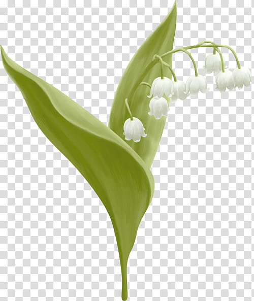 1 May Workers Day, Car, Mother, Mothers Day, Blog, Arum Lilies, May 1, Lily Of The Valley transparent background PNG clipart