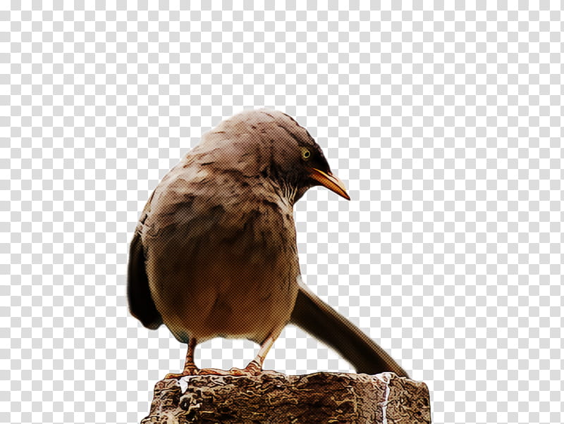 bird, Beak, Perching Bird, Wildlife, Songbird transparent background PNG clipart