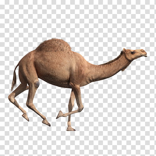 camel camelid arabian camel animal figure wildlife, Live, Bactrian Camel transparent background PNG clipart