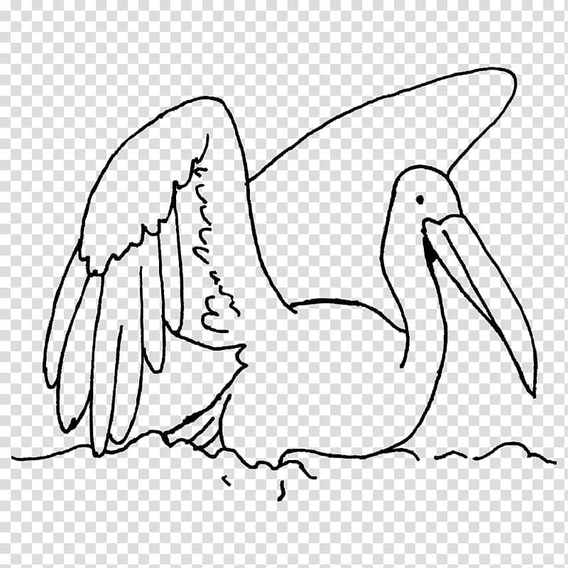 beak pelecaniformes /m/02csf birds line art, M02csf, Drawing, Water Bird, Cartoon, Area, Science transparent background PNG clipart
