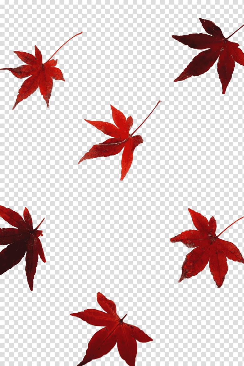 leaf flower petal maple leaf / m maple, Maple Leaf M, Plants, Science, Biology, Plant Structure transparent background PNG clipart