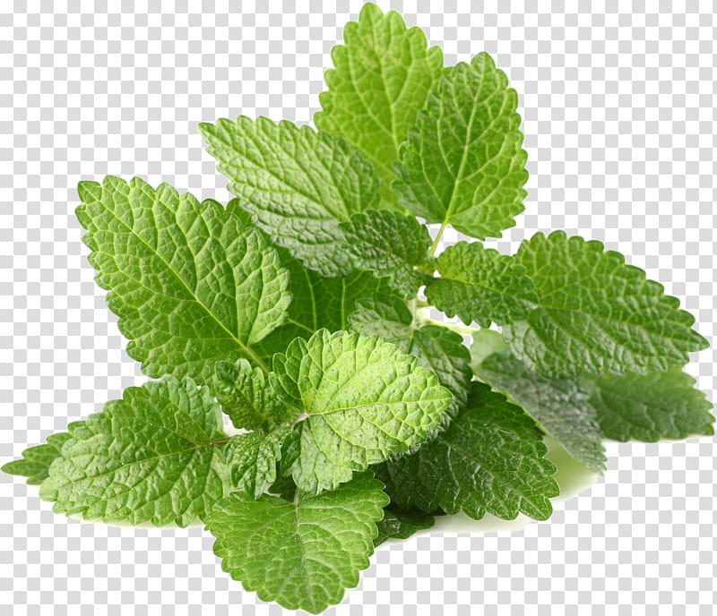 leaf plant mint herb spearmint, Lemon Balm, Peppermint, Flower, Apple Mint, Stevia Rebaudiana, Nettle Family, Perennial Plant transparent background PNG clipart