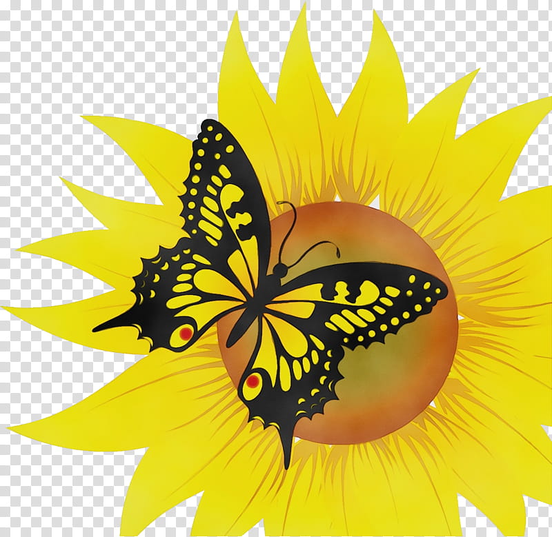 Monarch butterfly, Sunflower, Summer Flower, Watercolor, Paint, Wet Ink, Insect, Pieridae transparent background PNG clipart