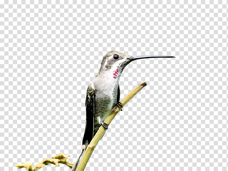 bird, Hummingbird, Beak, Rubythroated Hummingbird, Plant, Rufous Hummingbird, Wildlife, Pollinator transparent background PNG clipart