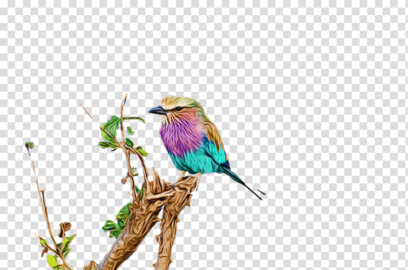 Lovebird, Watercolor, Paint, Wet Ink, Birds, Beeeater, Hornbill transparent background PNG clipart