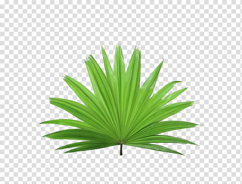 Palm trees, Prague, Based On, Home, Endowment Fund, Foundation, Household, Minute transparent background PNG clipart