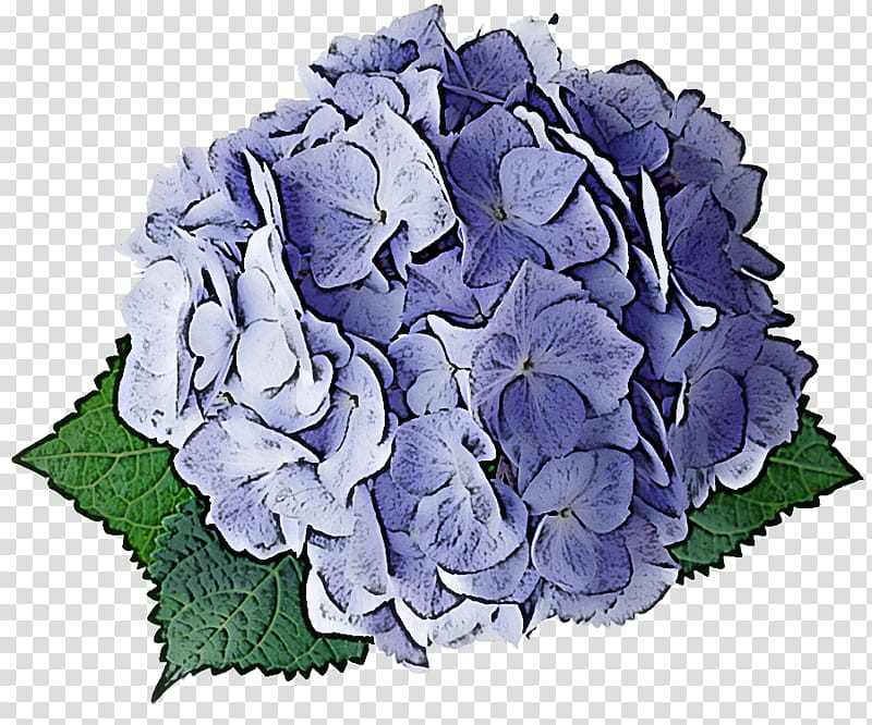 Hydrangea Summer Flower, French Hydrangea, Plants, Garden Roses, Cabbage Rose, Pink, Floral Design, Flower Bouquet transparent background PNG clipart
