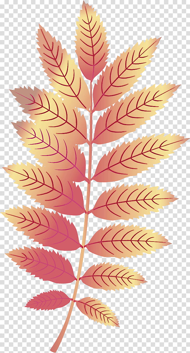 Maple leaf, , Cartoon, Plants transparent background PNG clipart