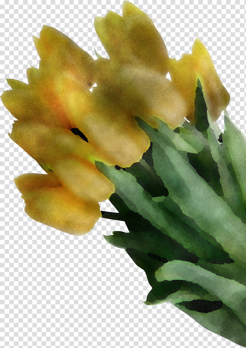 flower plant yellow gladiolus transparent background PNG clipart