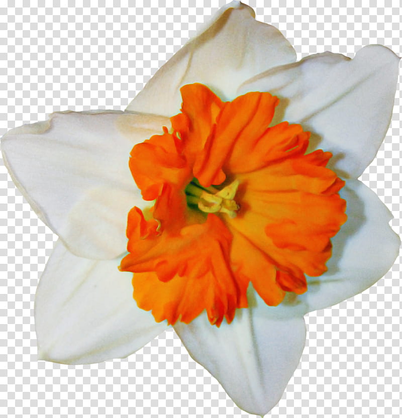 Orange, Flower, Petal, Plant, Yellow, Amaryllis Family, Narcissus, Wildflower transparent background PNG clipart