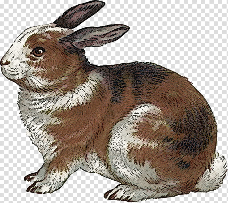 rabbit rabbits and hares hare animal figure snowshoe hare, Brown Hare, Audubons Cottontail transparent background PNG clipart