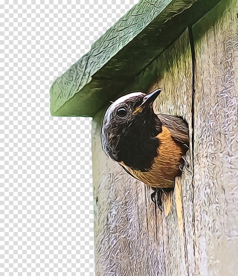 wrens old world flycatchers beak nest box, Watercolor, Paint, Wet Ink transparent background PNG clipart