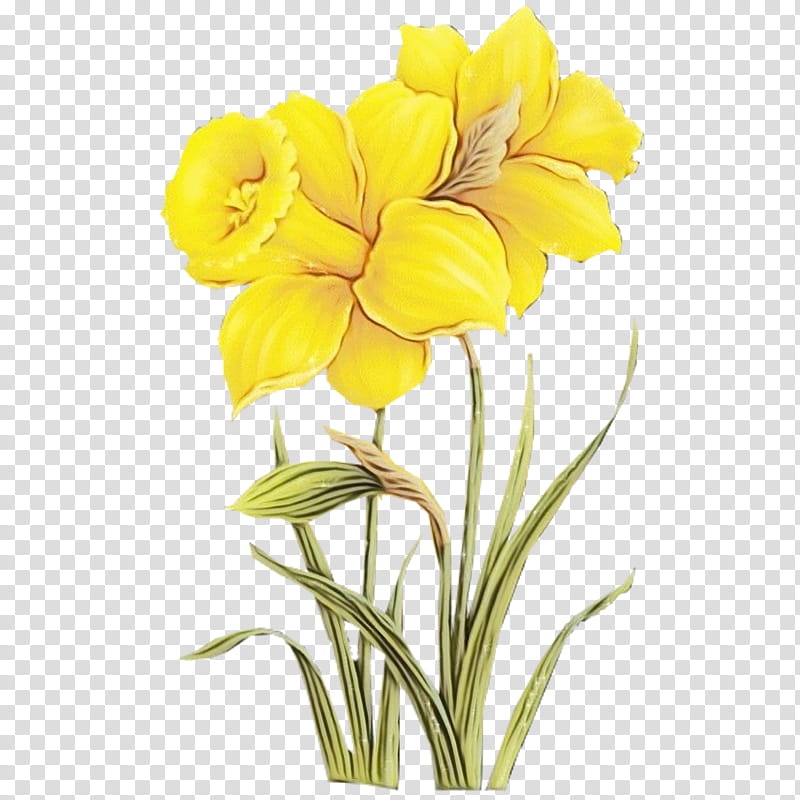 flower plant yellow petal cut flowers, Watercolor, Paint, Wet Ink, Evening Primrose, Evening Primrose Family, Plant Stem, Common Evening Primrose transparent background PNG clipart