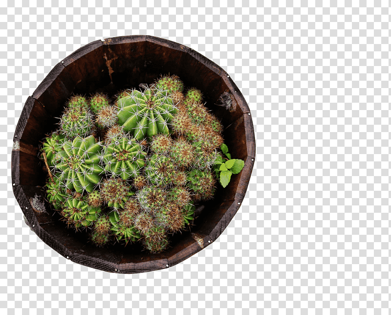 Cactus, Plants, Echinocereus, Flowerpot, Science, Biology transparent background PNG clipart