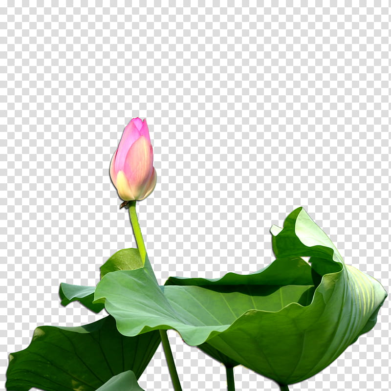 Lotus, Flower, Plant, Lotus Family, Aquatic Plant, Bud, Sacred Lotus, Leaf transparent background PNG clipart
