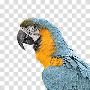 Feather, Macaw, Parakeet, Beak transparent background PNG clipart thumbnail