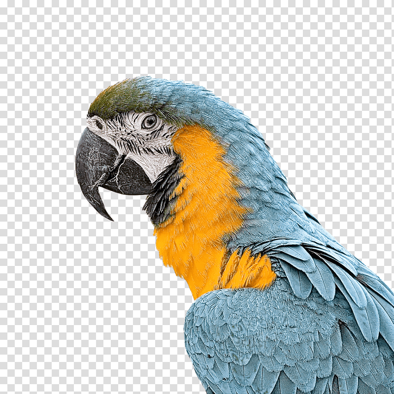 Feather, Macaw, Parakeet, Beak transparent background PNG clipart Feather, Macaw, Parakeet, Beak transparent background PNG clipart