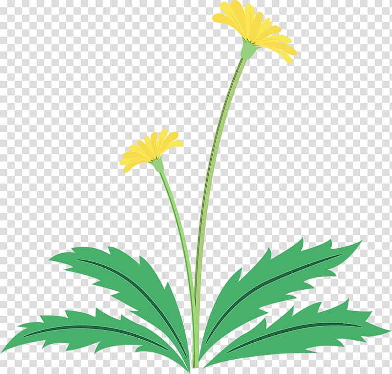 flower plant yellow chamomile leaf, Dandelion Flower, Easter Day Flower, Spring Flower, Watercolor, Paint, Wet Ink, Plant Stem transparent background PNG clipart