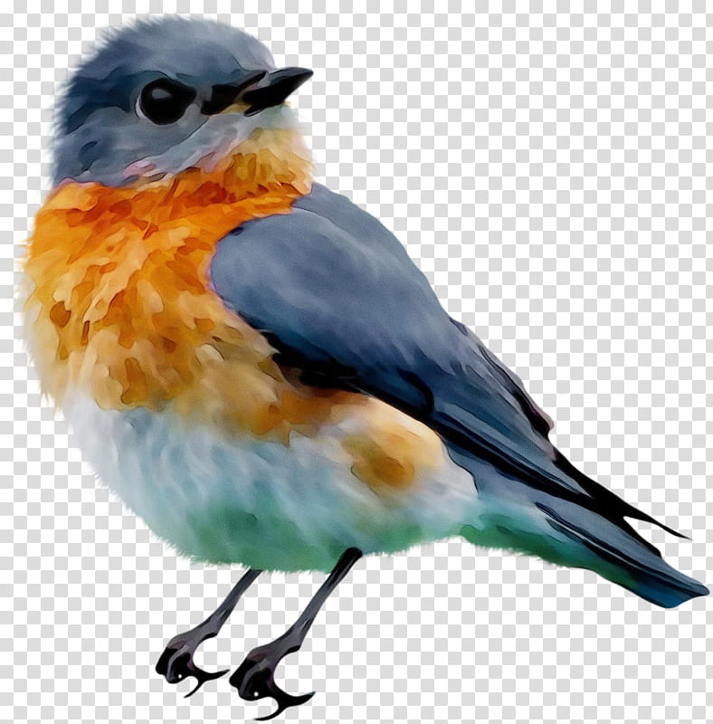 bird bluebird beak eastern bluebird european robin, Watercolor, Paint, Wet Ink, Songbird, Perching Bird, Roller, Watercolor Paint transparent background PNG clipart