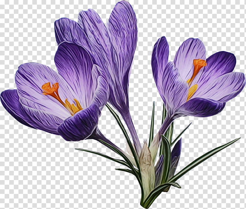 flower cretan crocus crocus tommie crocus plant, Watercolor, Paint, Wet Ink, Petal, Spring Crocus, Snow Crocus, Saffron Crocus transparent background PNG clipart