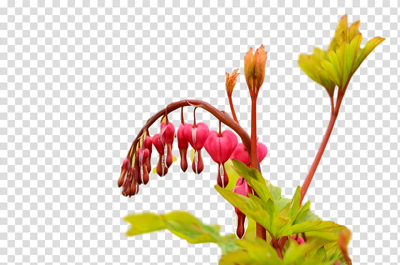 Floral design, Cut Flowers, Plant Stem, Bud, Petal, Spring Framework, Plants, Plant Structure transparent background PNG clipart