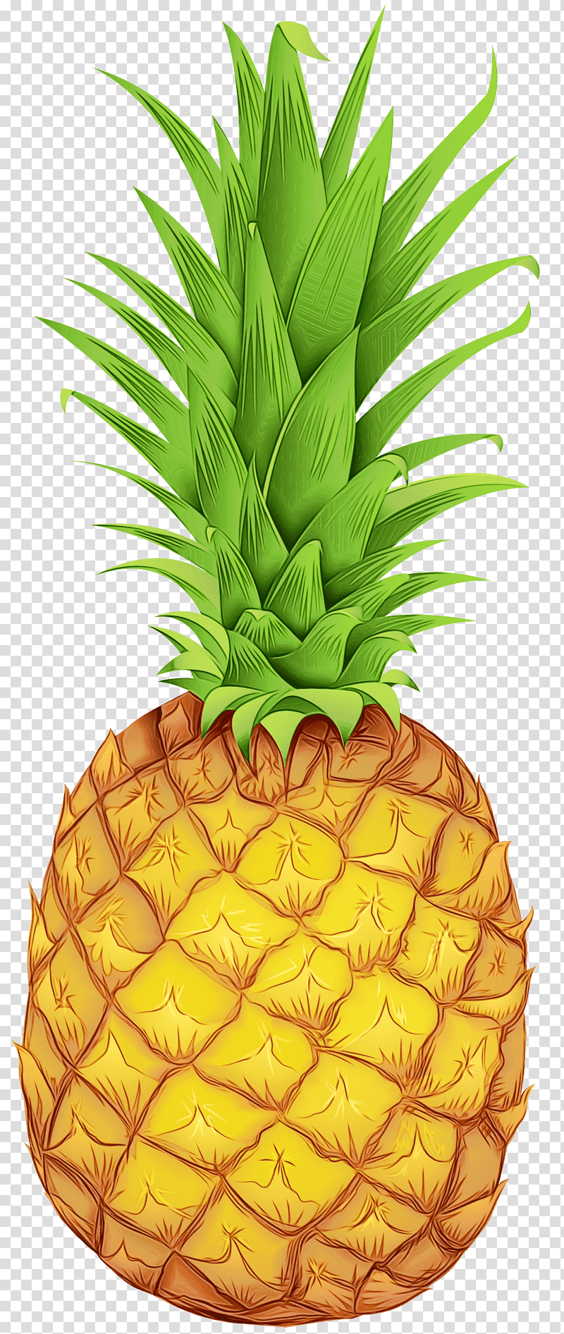 Pineapple, Watercolor, Paint, Wet Ink, Cartoon, Line Art, Drawing transparent background PNG clipart