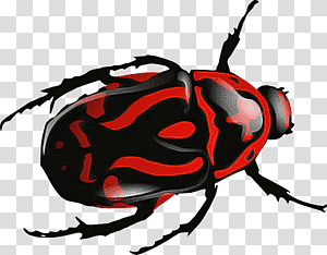beetles scarabs dung beetle colorado potato beetle ladybugs, Stag Beetle, Japanese Rhinoceros Beetle, Green June Beetle, True Bugs, Drawing, Insects transparent background PNG clipart thumbnail