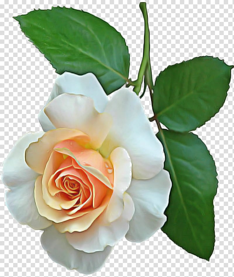 Garden roses, Cabbage Rose, Floribunda, China Rose, Flower, Cut Flowers, Plant Stem, Artificial Flower transparent background PNG clipart