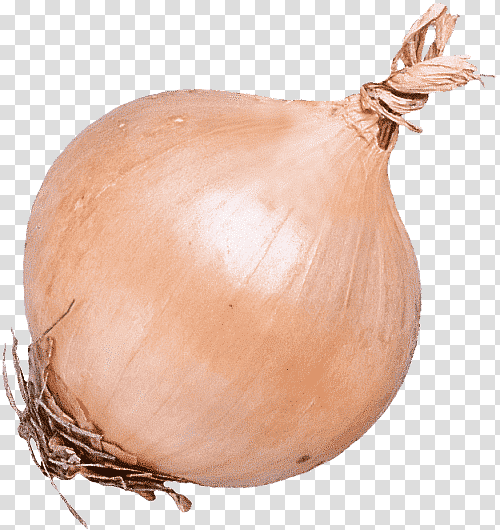 brown onion vegetable shallot ingredient genus, Yellow transparent background PNG clipart