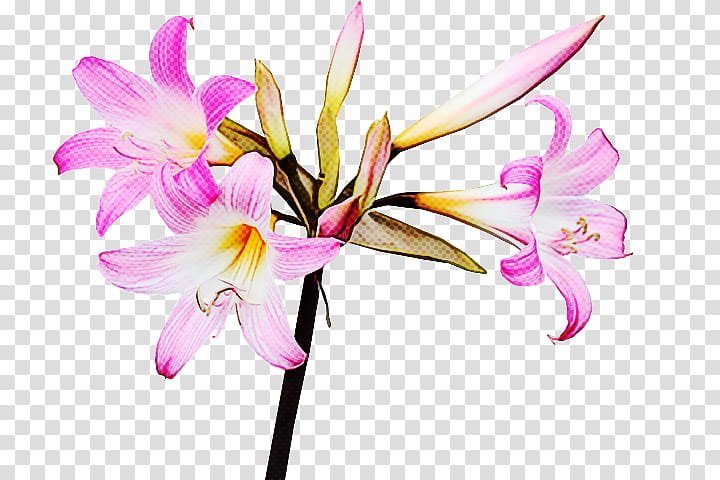 flower plant petal pink pedicel, Fawn Lily, Amaryllis Belladonna, Cut Flowers, Siberian Fawn Lily, Lily Family, Crinum, Plant Stem transparent background PNG clipart