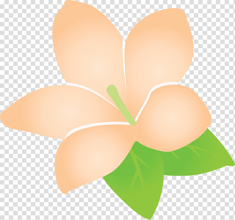 jasmine jasmine flower, Petal, Peach transparent background PNG clipart
