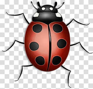 Ladybug, Watercolor, Paint, Wet Ink, Insect, Beetle, Pest, Blister Beetles transparent background PNG clipart thumbnail